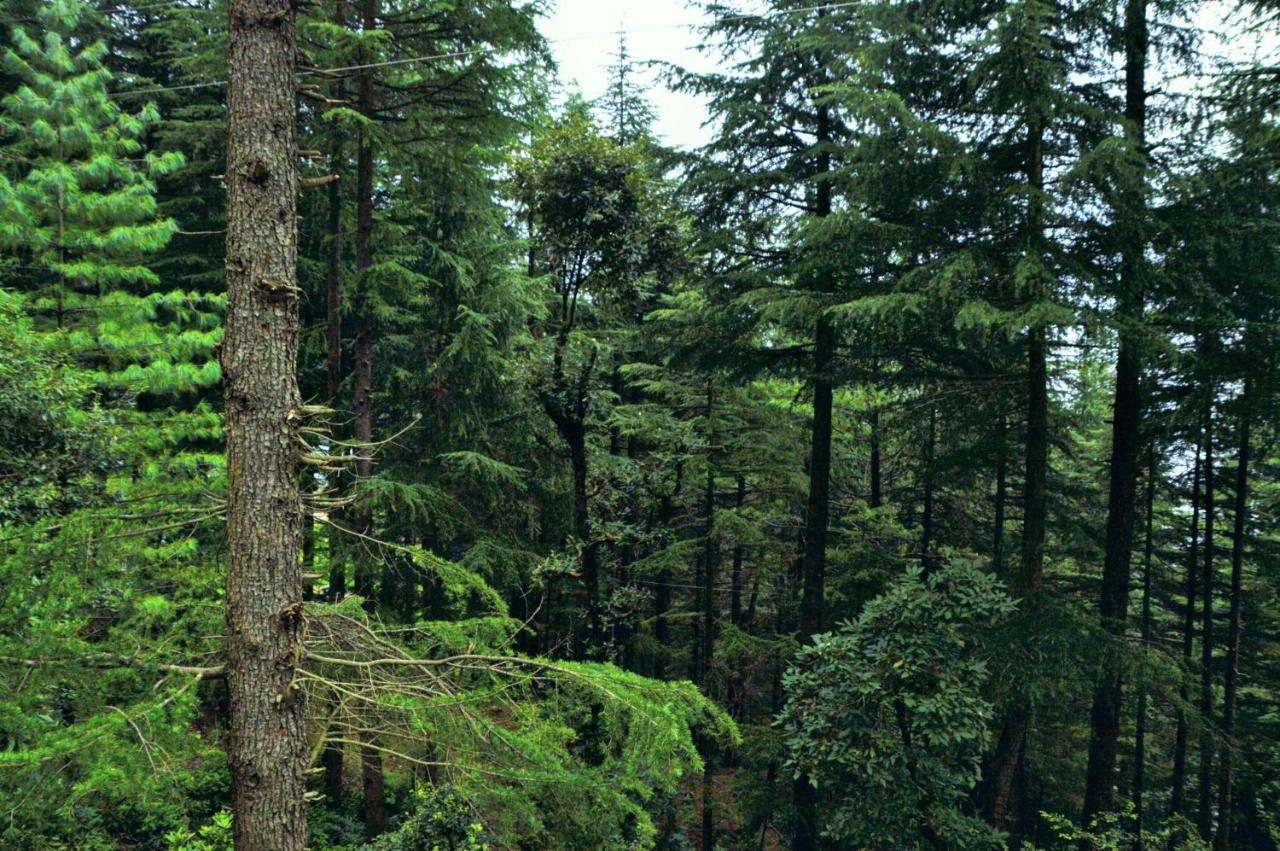 Junglaat Stays & Experiences Dharamshala Exterior foto